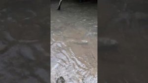 Нерест кеты на Сахалине!