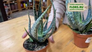 Алоэ Карола - зеленое пламя | Зеленая архитектурная форма для интерьера