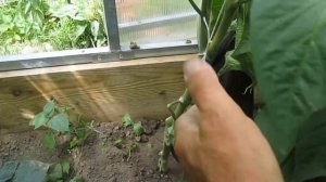 Баклажан Эпик F1