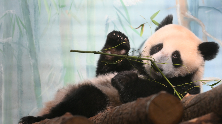 Утренний массаж: как панда Катюша проводит выходные со своей мамой