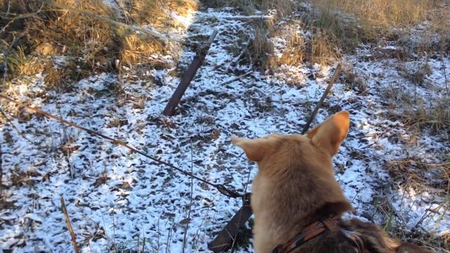 Метис алабая и стаффорда 01.12.18 10:47 смотреть онлайн