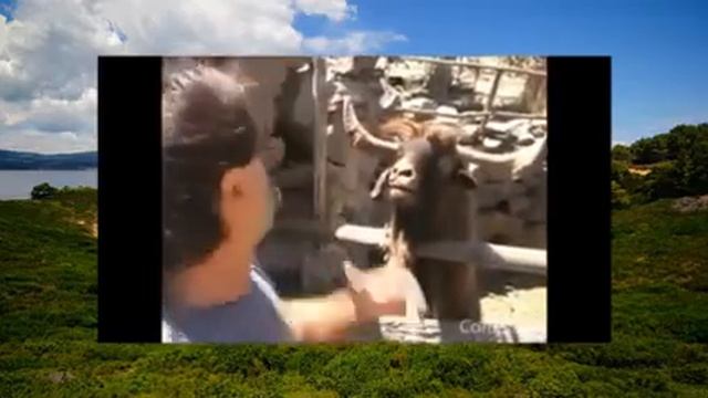 Животные кричат как люди смотреть онлайн