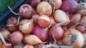 Грядки по-Овсинскому. Подводим итоги.