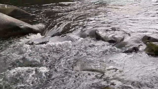 Гуляем возле реки Прут (5 часть) смотреть онлайн