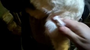 Ставим витамины новорожденным козлятам и самой маме.