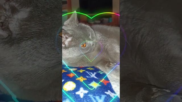 вещие сны))) смотреть онлайн