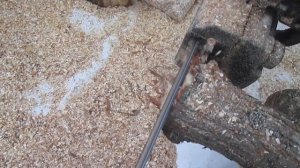 Можжевельник стружка из древесины