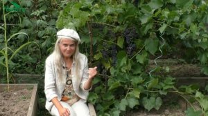 ? Виноград, который растёт сам. Неприхотливый сорт для северных районов - 7 дач