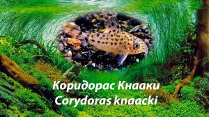 Коридорас Кнааки / Corydoras knaacki