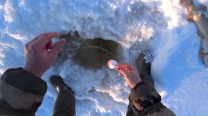 Рыбалка на хапуги. Щуки не лезут в лунку. IKUDZO. Хмао-югра.