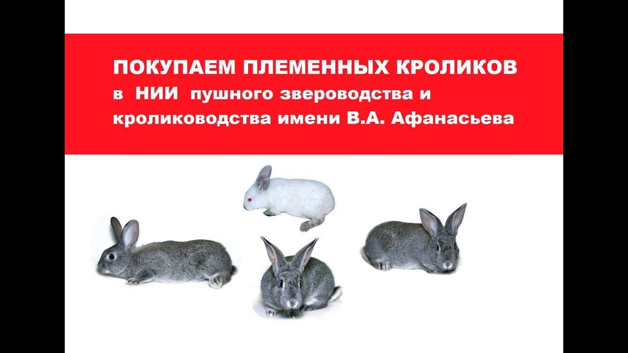 Покупаем племенных кроликов в НИИ  пушного звероводства и кролиководства имени В.А. Афанасьева