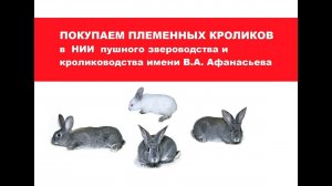 Покупаем племенных кроликов в НИИ пушного звероводства и кролиководства имени В.А. Афанасьева