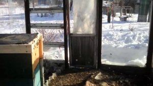 Спасительный ранний облёт пчел в теплице 23.01.17