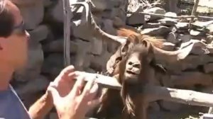 Животное харкается