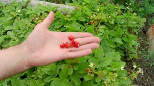 Земляника лесная на садовом участке. Грядка с лесной земляникой в Челябинске