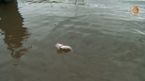 ОКУНЬ НА МАЛЬКА. СЕКРЕТНАЯ РЫБАЛКА