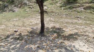 Дагестан.Карта Шамильского района...