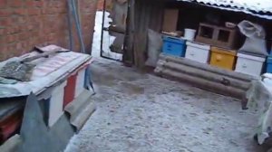 Куры. Порода Доминант. их помеси