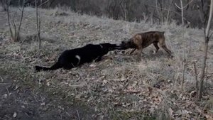 немецкая овчарка 10 месяцев