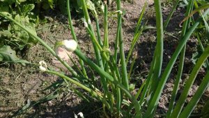 Почему жёлтеет и гниет перо лука ?Пероноспороз(ложная мучнистая роса ) лука.