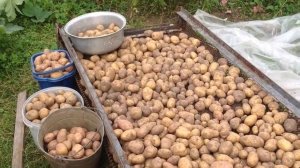 как выбрать семенной картофель