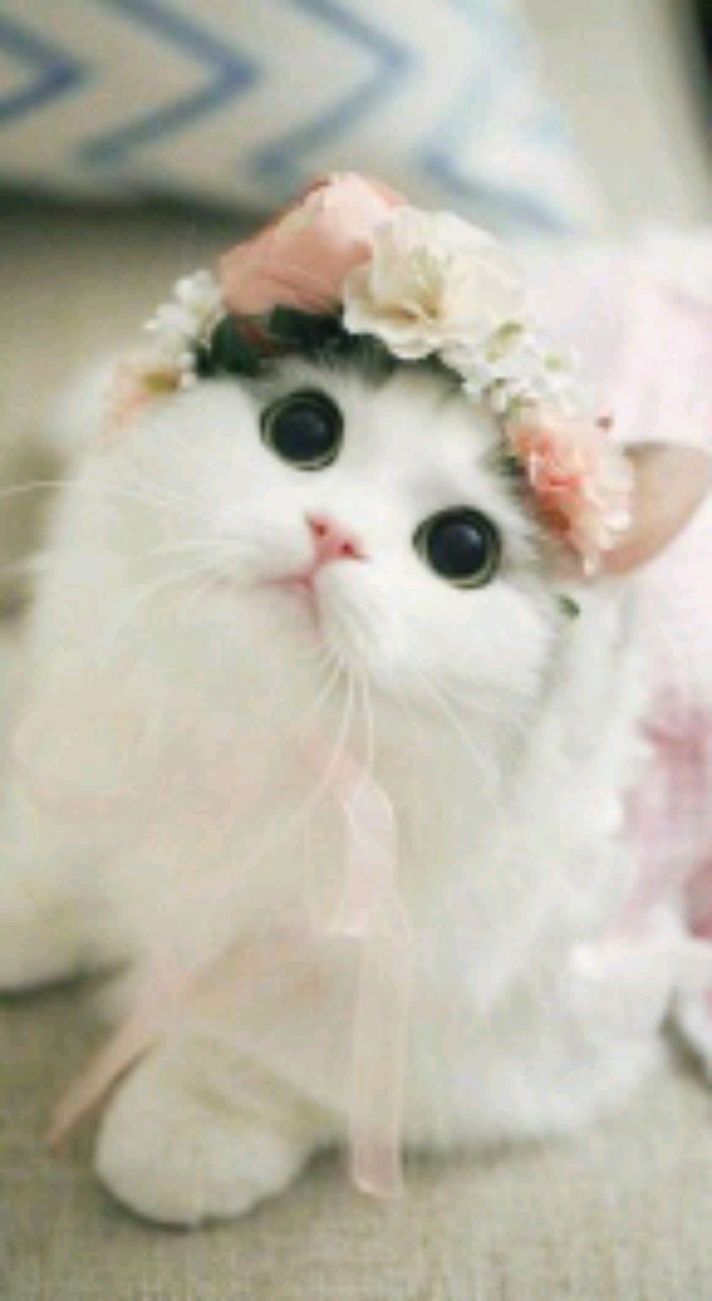 Сон