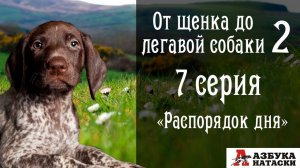 Чем занят ваш щенок?