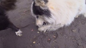 Танцы на спине. Прикольные питомцы
