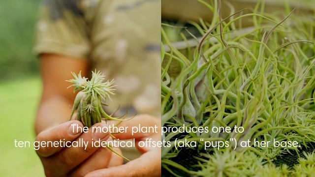 How Do Air Plants (Tillandsia) Multiply? | A-Sexual Reproduction смотреть онлайн