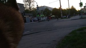 Домашний волк Макс наблюдает за городом 03.05.2018