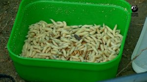 С удочкой по Чехии / Выпасу 5