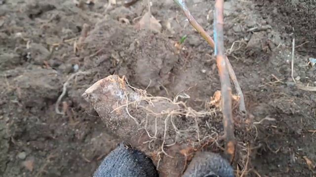 Посадка роз,сравниваем корневую.22.04.23.Сев Каз..Ч.481. смотреть онлайн