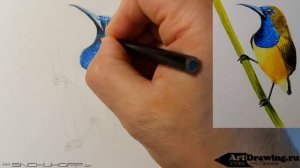 рисуем птичку бюджетными цветными карандашами