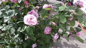 Цветение розы Луи Одье или прекрасной незнакомки?