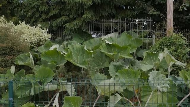 Белокопытник. Часть 2 смотреть онлайн