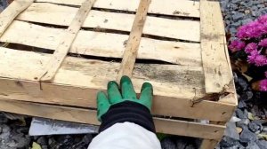 Укрываю гортензию на зиму