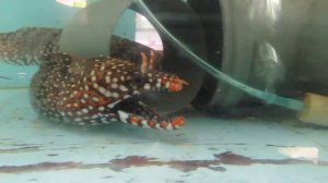 Мурена - дракон (Muraena pardalis).MOV