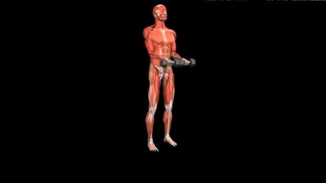Подъем гантелей на бицепс стоя прямым хватом Dumbbell biceps curl Overhand grip смотреть онлайн