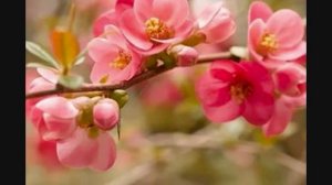 Мирей Матье Прости мне этот детский каприз.mp4