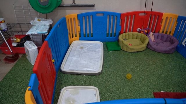 Сюрпризы для Питомцев + Банно Прачечный День)) смотреть онлайн