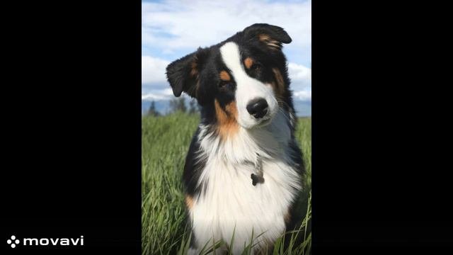 собаки