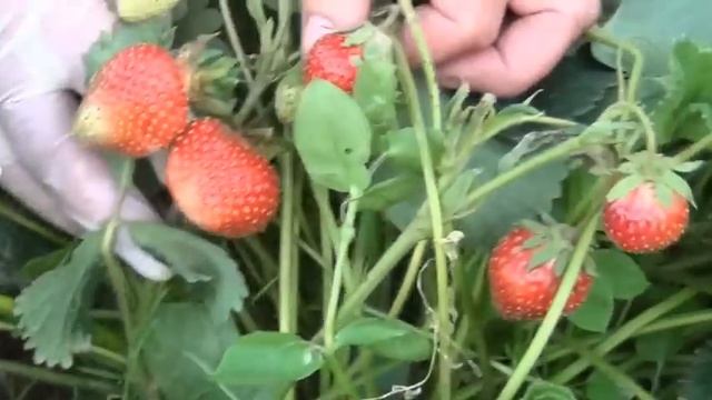 1.Клубника. Какие сорта клубники никогда не подведут?