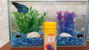 Уход для рыбки петушка