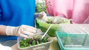 ?Черенки гортензии укоренились?Результат???