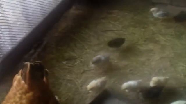 Инкубатор плюс наседка выращивание цыплят в домашних условиях