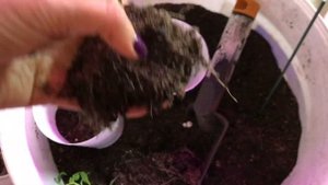 ??Великолепный цветок НЕМЕЗИЯ?нюансы черенкования?новые сорта??