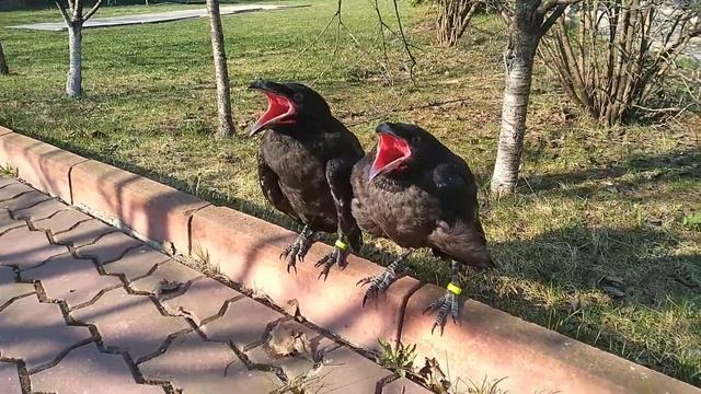 Два ворона слушают рэпчик смотреть онлайн