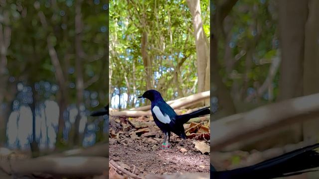 Seychelles Magpie Robins Cousin Island | Shorts