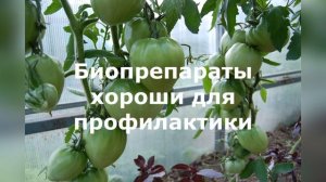 Как я избавилась от фитофторы в теплице с томатами. Эффективное средство против фитофторы