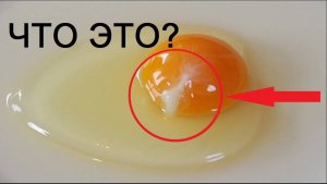 Что это за штука на яйце?